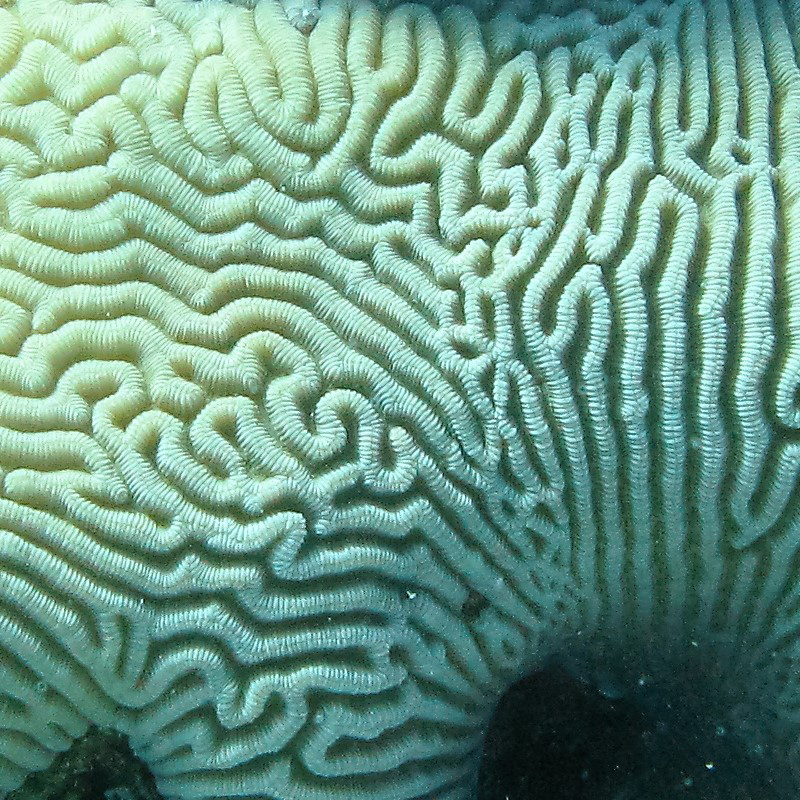 coral texture